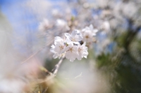 さくらこ@英語×教育