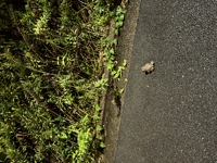 アドアフィリエイト広告運用顧問をします-image1