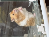 AIでプロダクトを作る開発フロー教えます - AI開発実践メンタリング-image1