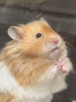 AIでプロダクトを作る開発フロー教えます - AI開発実践メンタリング-image1