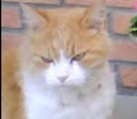 ゲームデザイナー/ウラヤス