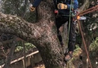 株式会社アート｜世田谷区 剪定