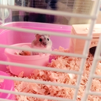 きなこ@いろいろ迷子