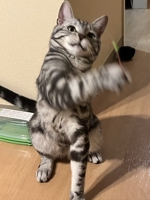 けらくん｜猫式クリエイティブ　実務と狂気の「二刀流」AI参謀