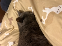 ルル