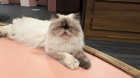 福谷瑞輝