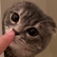 【まんまる猫】つむチャンネル。