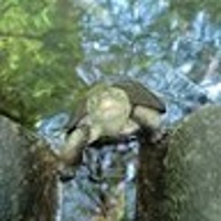 いまかつ
