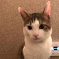 タニグチショウト