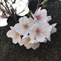 豊