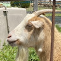 ロードカナロア