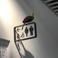 ArataBird