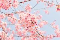 そのぴ