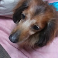 さとうよしかず