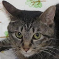 mokocat