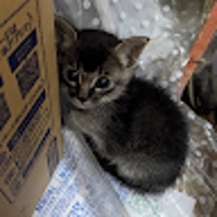 飼育員さんに甘えるハシビロコウ