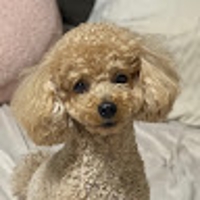 ayu