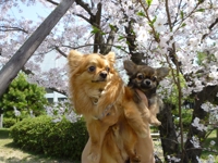 HISA