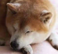 ゆきと