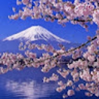 日本 【海外の反応】大好き