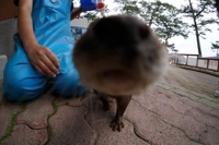 あおやまる
