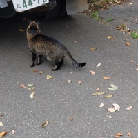 夢子