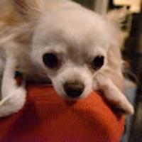 chiki s