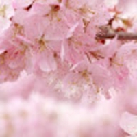 マークディッキー