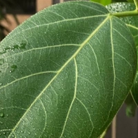 Utsumi @Dpro2305期生