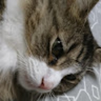 がむしゃらのがむ