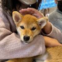 kachi kachi