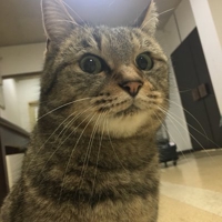 cookiezby
