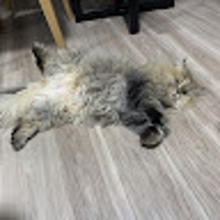 もふもふ