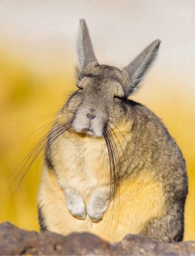 【スモビジ起業】自分のドメインを使ってスモビジ起業を行うサポート、相談乗ります〜